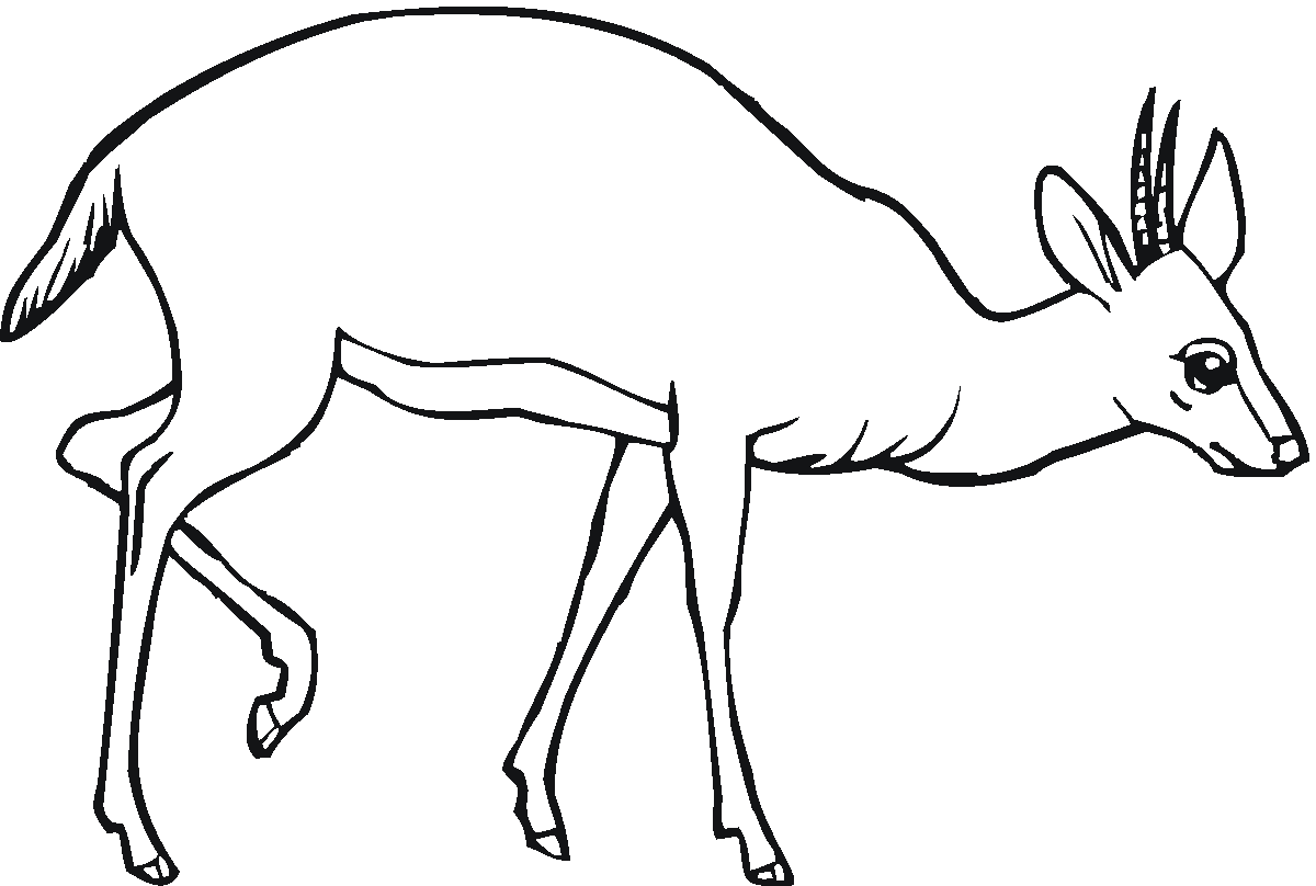 Antylopa, gazela, gnu kolorowanki